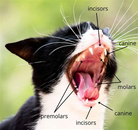 Possible Meanings Behind a Feline Attempting to Etch its Teeth in a Dream