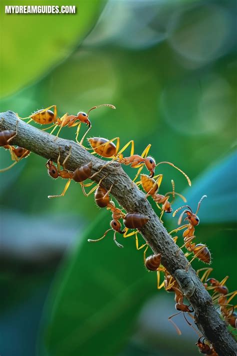 Possible Origins of Dreaming About the Invasion of Ants in One's Living Space