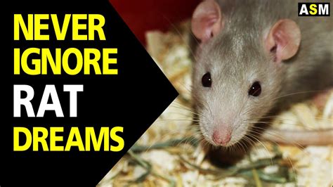 Possible Personal and Life Implications of Dreaming about Rats