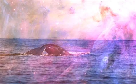 Possible Significances of Whale Dreams During Gestation