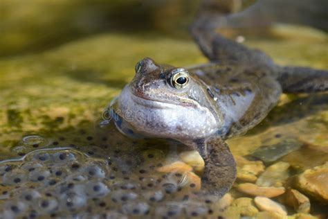 Possible Significations of Motionless Tofrogspawn in Dreams