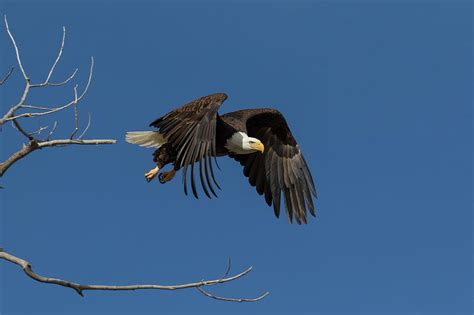 Potential Interpretations of Nightmares Involving an Aggressive Bald Eagle