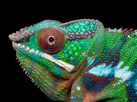 Potential Interpretations of Witnessing a Minuscule Reptile in Dreams