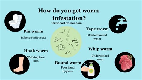 Practical Approaches and Effective Methods to Combat Worm Infestations