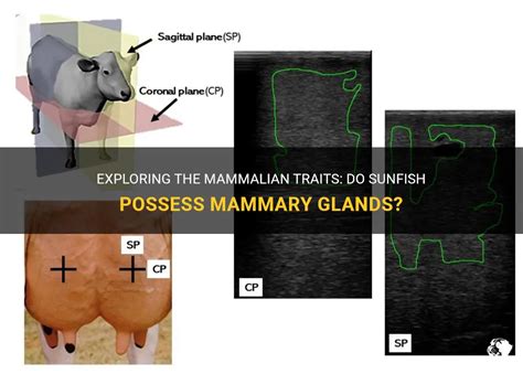 Practical Approaches to Exploring Dreams of Absent Mammary Glands