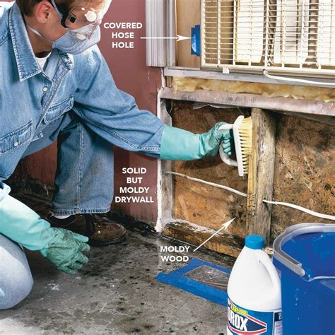 Practical Solutions for Mold Eradication