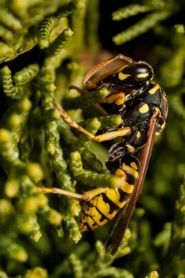 Practical Steps to Handle Dreams Involving Wasp Stings