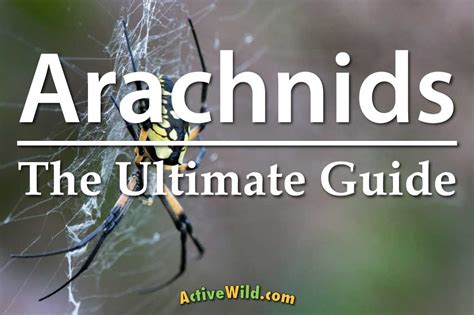 Practical Tips for Dealing with Arachnid Dreams and Their Frequency