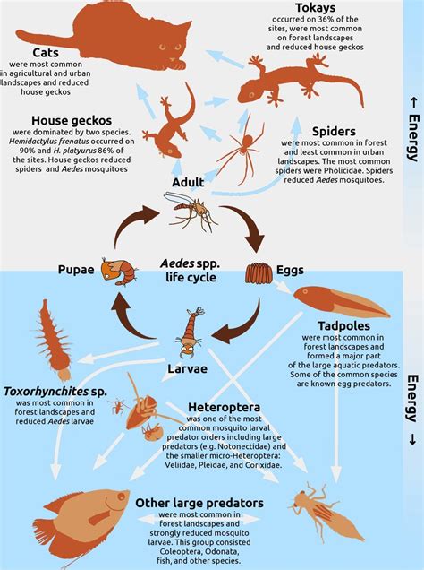 Predators or Prey? Exploring the Role of Transparency in the Food Chain