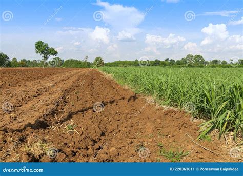 Preparing the Ground for Planting Sugar Cane