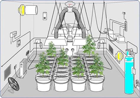 Preparing the Growing Space for Cannabis Cultivation