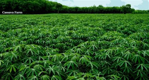 Preparing the Land: Essential Steps for a Successful Cassava Plantation