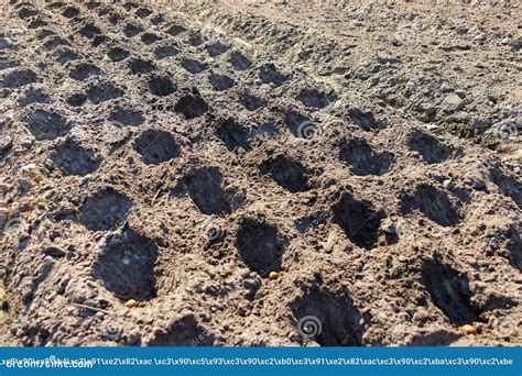 Preparing the Soil for Planting Potatoes