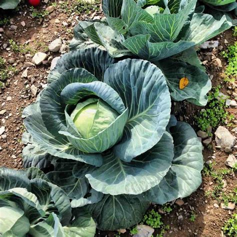 Preparing the Soil for Successful Cabbage Cultivation