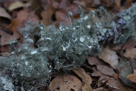 Preserving Usnea Lichen for Longevity