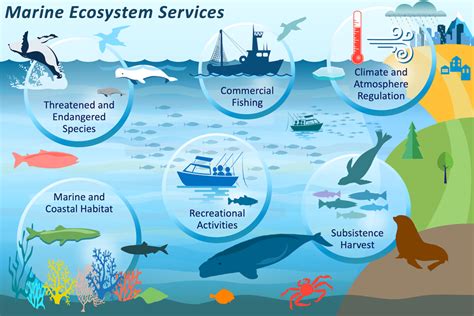 Preserving the Fragile Ecosystem: Necessity of Marine Conservation