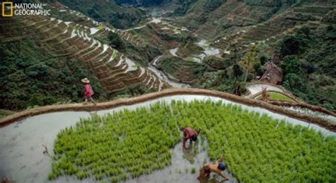 Preserving the Tradition: Efforts to Safeguard the Cultural Legacy of Rice Harvesting