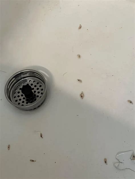 Preventing Infestations of Worms in Bathrooms: Effective Measures