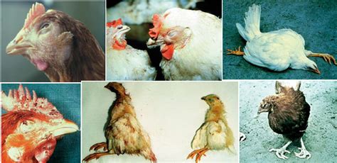 Preventing and Managing Common Diseases in Avian Agriculture