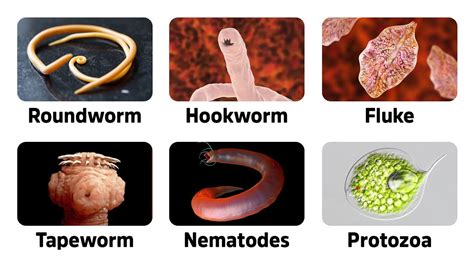 Prevention Is Key: Tips for Avoiding Parasites in Your Stool