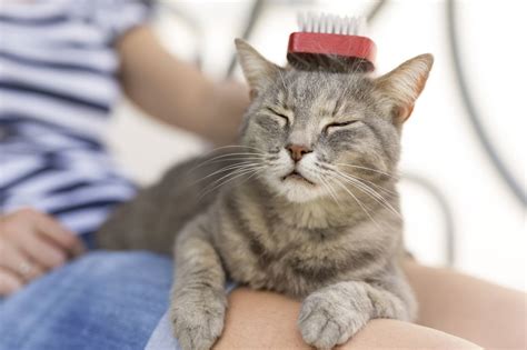 Proper Cat Hair Care Tips