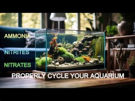 Properly Cycling Your Aquarium