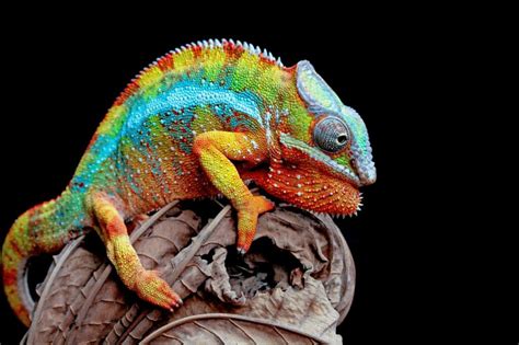 Protecting Chameleons: Conservation Efforts and Initiatives