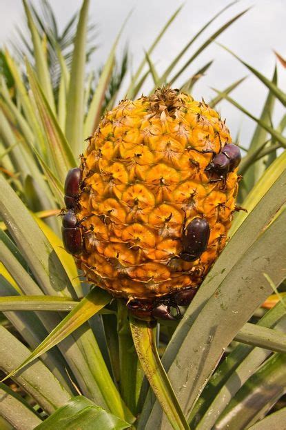 Protecting Your Pineapple Plants from Pests and Diseases