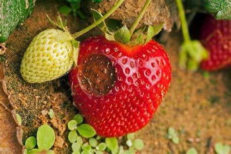 Protecting Your Strawberries from Common Pests and Diseases