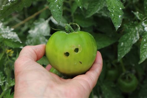 Protecting Your Tomato Crop: Dealing with Common Pests and Diseases