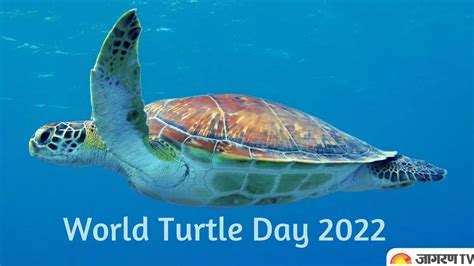 Protecting the Future: The Significance of Supporting Turtle Conservation