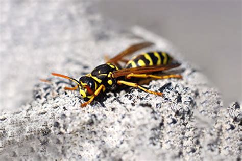 Protection and Defense: Understanding the Role of Wasps as Guardian Spirits in Dreams