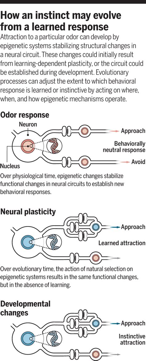 Protective Instincts: Understanding the Evolutionary Basis of Dreams about Child Snatching