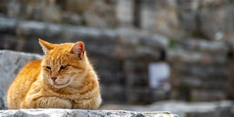 Protective Instincts: Unveiling the Symbolism of Feline Conflicts as Representations of Fear and Vulnerability