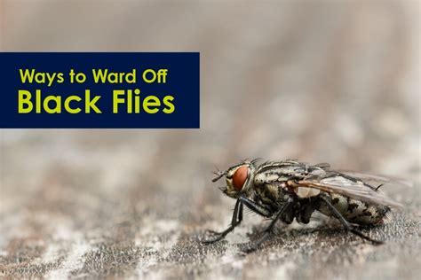 Proven Methods for Warding Off Pesky Insects