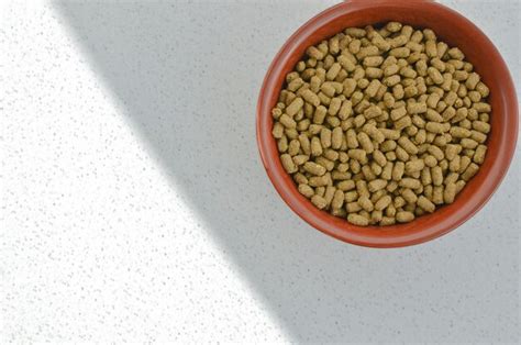 Providing a Nutritious Diet for Your Pet Rodent