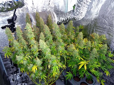 Providing the Ideal Growing Environment for Cannabis Plants