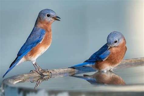 Psychological Analysis: Bluebirds as Representations of Freedom and Joy