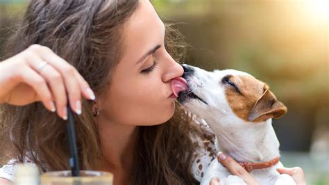 Psychological Analysis: Exploring the Significance of Canine Tongue-Kissing on Human Feet