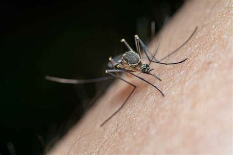 Psychological Analysis: Mosquitoes as a Representation of Annoyance and Irritation