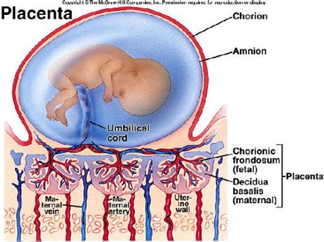 Psychological Exploration of Dreams Portraying the Rupture of Fluid Surrounding the Fetus and Its Influence on Maternity