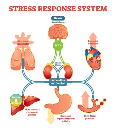 Psychological Influences: The Impact of Stress and Anxiety on Hair Growth in Dreams