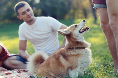 Psychological Insights: Exploring the Symbolism of Interment for a Departed Canine Companion