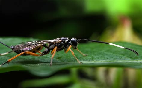 Psychological Insights into Dreams Involving Parasitic Insects on Canine Companions