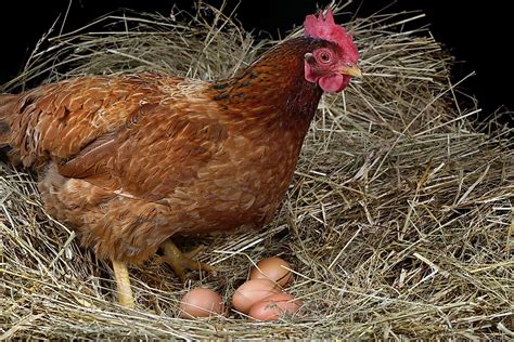 Psychological Insights into Dreams of Oviparous Poultry