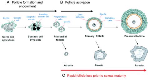 Psychological Insights into Dreams of Tongue Follicle Growth