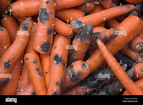 Psychological Perspectives on Dreaming of Decayed Carrots