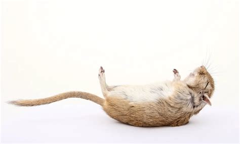 Psychological Perspectives on Dreaming of Deceased Rodents