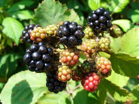 Psychological Significance of Dreams Involving Consumption of Blackberries