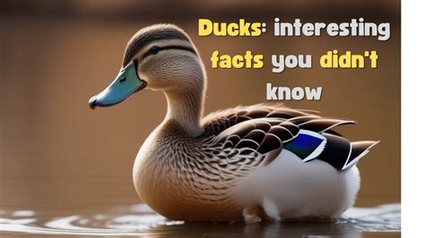 Quack Quack: The Surprising Link Between Ducks, Eggs, and the Unconscious Mind